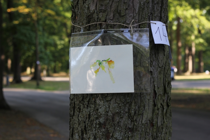 2025-08-19_malathon-chemnitz_14_baum_foto_08-20_2859, watercolour, 17 × 24 cm (Kirsten Kötter)